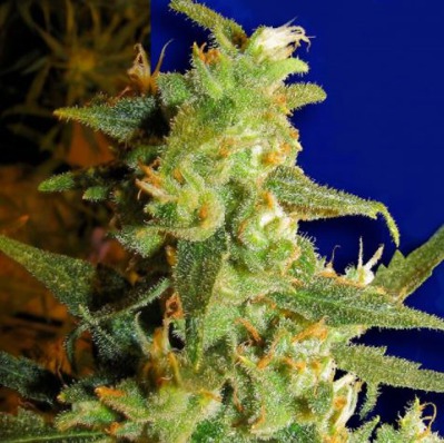 (Bild für) Ceres Skunk Haze fem - zum Schließen ins Bild klicken