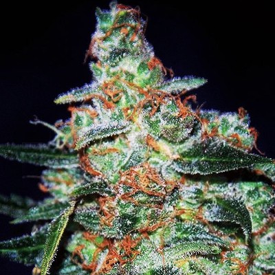 (Bild für) Cheese Auto feminized - zum Schließen ins Bild klicken