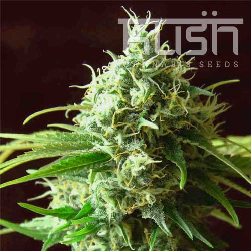 Cheese Kush Cheese Kush