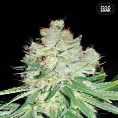 (Bild für) Cheese female - zum Schließen ins Bild klicken