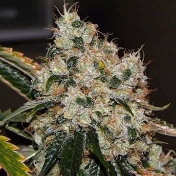 (Bild für) Chem 91 SK VA - zum Schließen ins Bild klicken