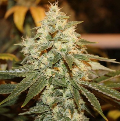 (Bild für) Chem Berry D - zum Schließen ins Bild klicken