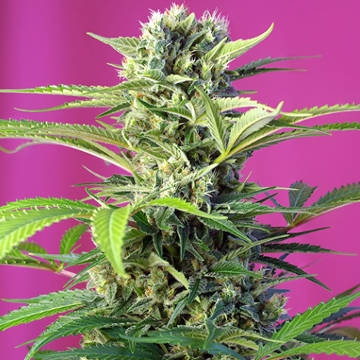 (Bild für) Chem Beyond Diesel CBD fem - zum Schließen ins Bild klicken