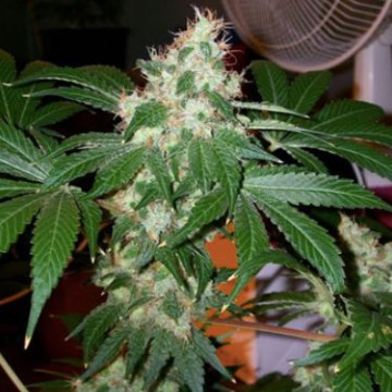 (Bild für) Chem Valley Kush - zum Schließen ins Bild klicken