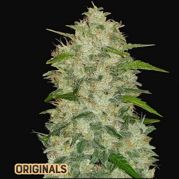 (Bild für) Chemdawg Auto fem - zum Schließen ins Bild klicken