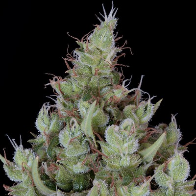 (Bild für) Chemdawg #4 fem - zum Schließen ins Bild klicken