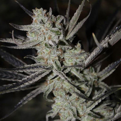 (Bild für) Chernobyl - zum Schließen ins Bild klicken