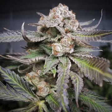 (Bild für) Cherry Cake 5 reg - zum Schließen ins Bild klicken