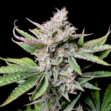 (Bild für) Cherry Cola Auto fem - zum Schließen ins Bild klicken