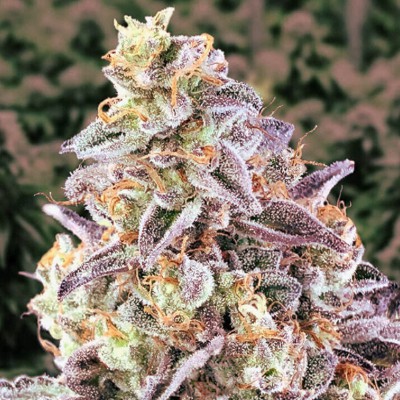 (Bild für) Cherry Pie Autoflower fem - zum Schließen ins Bild klicken