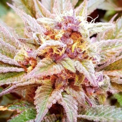 (Bild für) Cherry Punch 6 fem - zum Schließen ins Bild klicken