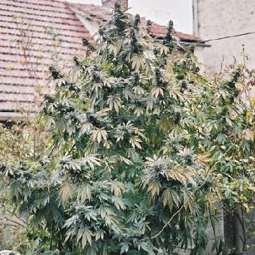 (Bild für) Chitrali Hindu Kush 5 reg - zum Schließen ins Bild klicken