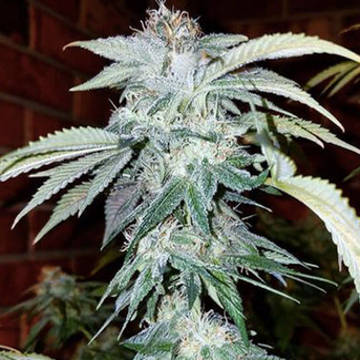 (Bild für) Chocolate Chip Cookies CBD 5 reg - zum Schließen ins Bild klicken