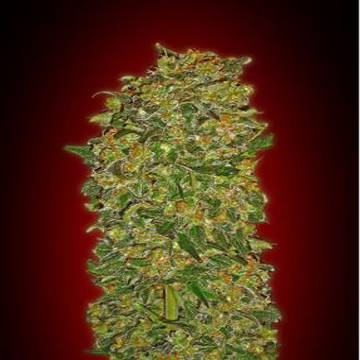 (Bild für) Chocolate Kush fem - zum Schließen ins Bild klicken