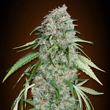 (Bild für) Chocolate Skunk CBD fem - zum Schließen ins Bild klicken