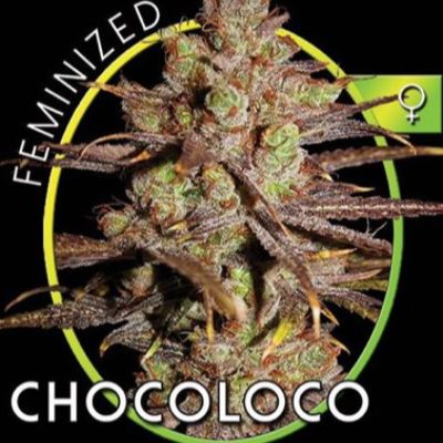 (Bild für) ChocoLoco aka Choco Bud fem - zum Schließen ins Bild klicken