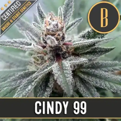 (Bild für) Cindy's 99 feminized - zum Schließen ins Bild klicken
