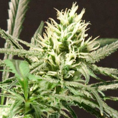 (Bild für) Citral Skunk 5 fem - zum Schließen ins Bild klicken