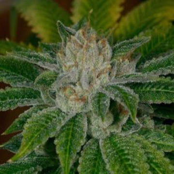 (Bild für) Clearwater Kush