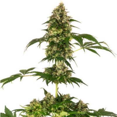(Bild für) Cobalt Haze - zum Schließen ins Bild klicken