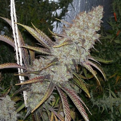 (Bild für) Cocoa Kush aka Coco Bubble - zum Schließen ins Bild klicken