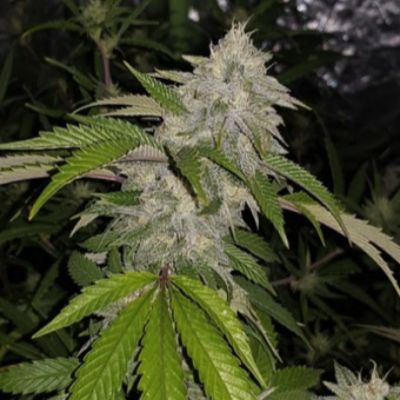 (Bild für) Cookie Crash - zum Schließen ins Bild klicken