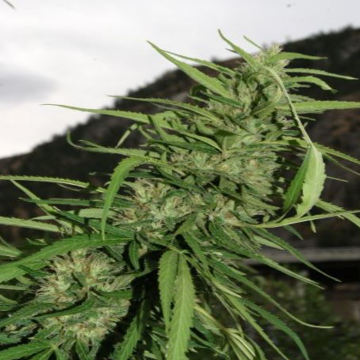 (Bild für) Cookie G13 Superauto 3 fem - zum Schließen ins Bild klicken