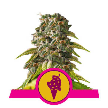 (Bild für) Cookies Gelato feminized - zum Schließen ins Bild klicken