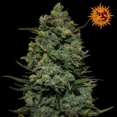 (Bild für) Cookies Kush - zum Schließen ins Bild klicken