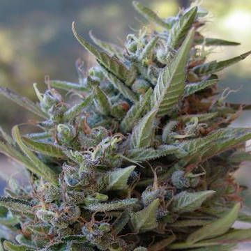 (Bild für) Covelo Sour Diesel - zum Schließen ins Bild klicken