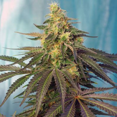 (Bild für) Cream Caramel CBD fem - zum Schließen ins Bild klicken