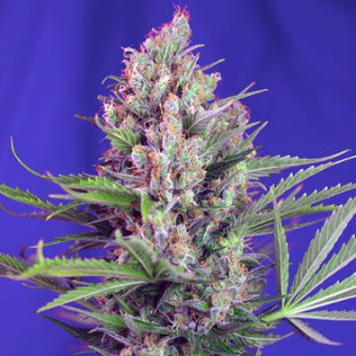 (Bild für) Cream Mandarine F1 Fast Version fem - zum Schließen ins Bild klicken