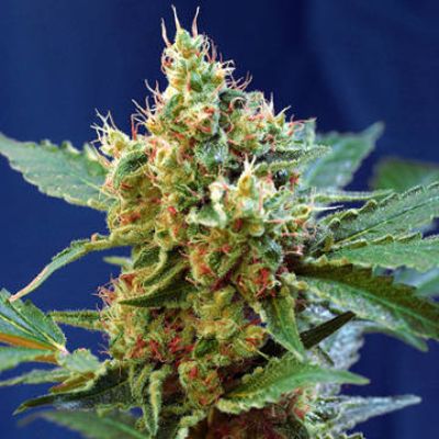 (Bild für) Cream Mandarine XL Auto fem - zum Schließen ins Bild klicken