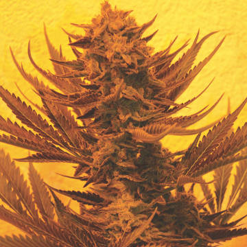 (Bild für) Critical 707 CBD - zum Schließen ins Bild klicken