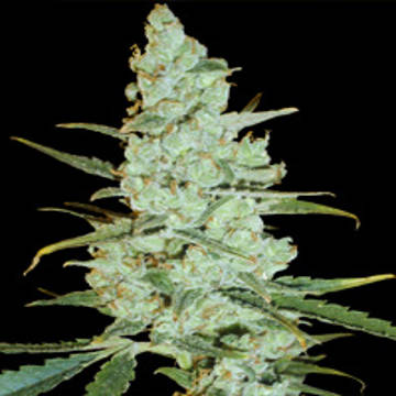 (Bild für) Critical Jack Herer - zum Schließen ins Bild klicken