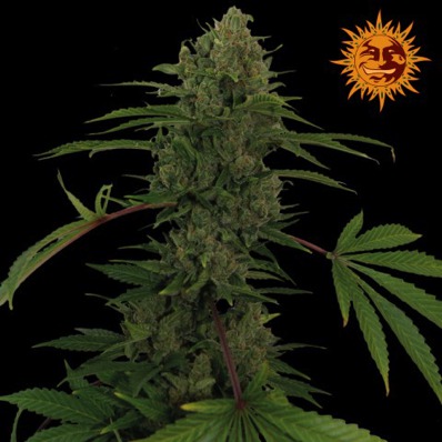 (Bild für) Critical Kush [Auto] - zum Schließen ins Bild klicken