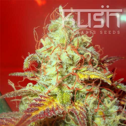 Critical Kush Critical Kush