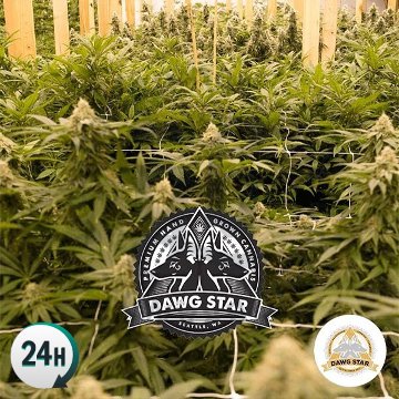 (Bild für) Critical Purple Kush - zum Schließen ins Bild klicken