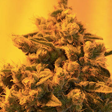 (Bild für) Critical Sour Diesel CBD - zum Schließen ins Bild klicken