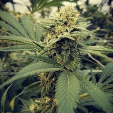 (Bild für) Critical Sour female - zum Schließen ins Bild klicken