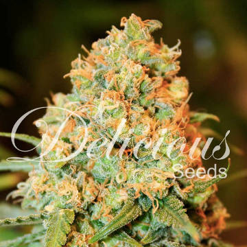(Bild für) Critical Super Silver Haze - zum Schließen ins Bild klicken