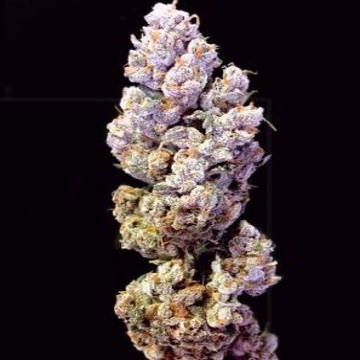 (Bild für) Crockett's Sour Tangie - zum Schließen ins Bild klicken