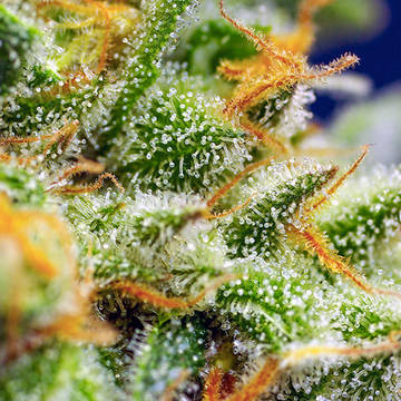 (Bild für) Crystal Candy XL Auto fem - zum Schließen ins Bild klicken