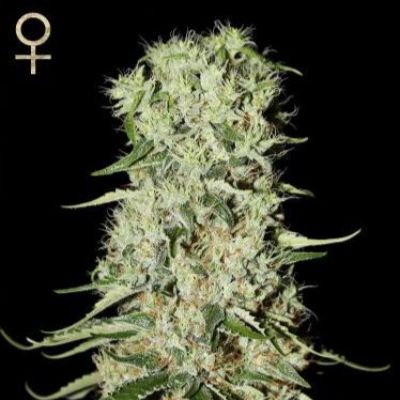 (Bild für) Damnesia feminized - zum Schließen ins Bild klicken