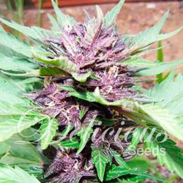 (Bild für) Dark Purple Automatic - zum Schließen ins Bild klicken