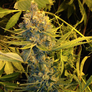 (Bild für) Dawg Star Kush - zum Schließen ins Bild klicken