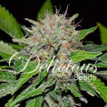 (Bild für) Deep Mandarine CBD - zum Schließen ins Bild klicken