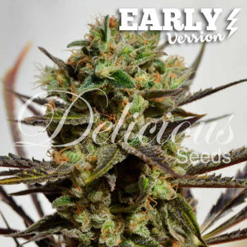 (Bild für) Delicious Candy Fast Early - zum Schließen ins Bild klicken