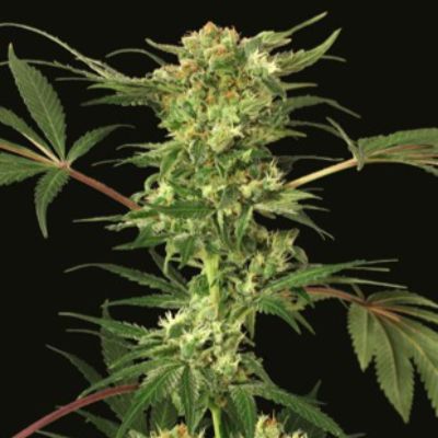 (Bild für) Devil Kush reg - zum Schließen ins Bild klicken