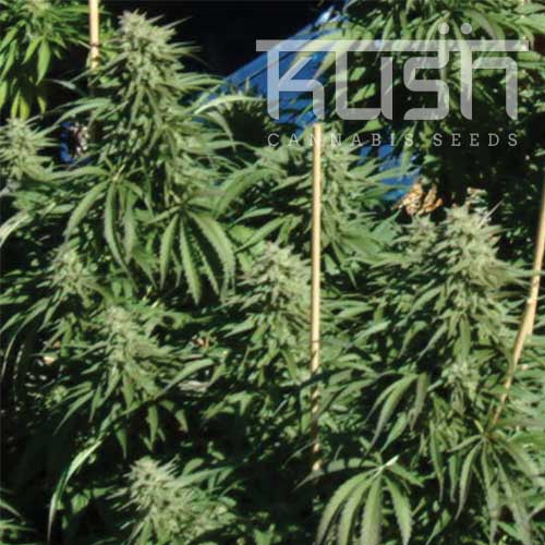 Diesel Kush Diesel Kush